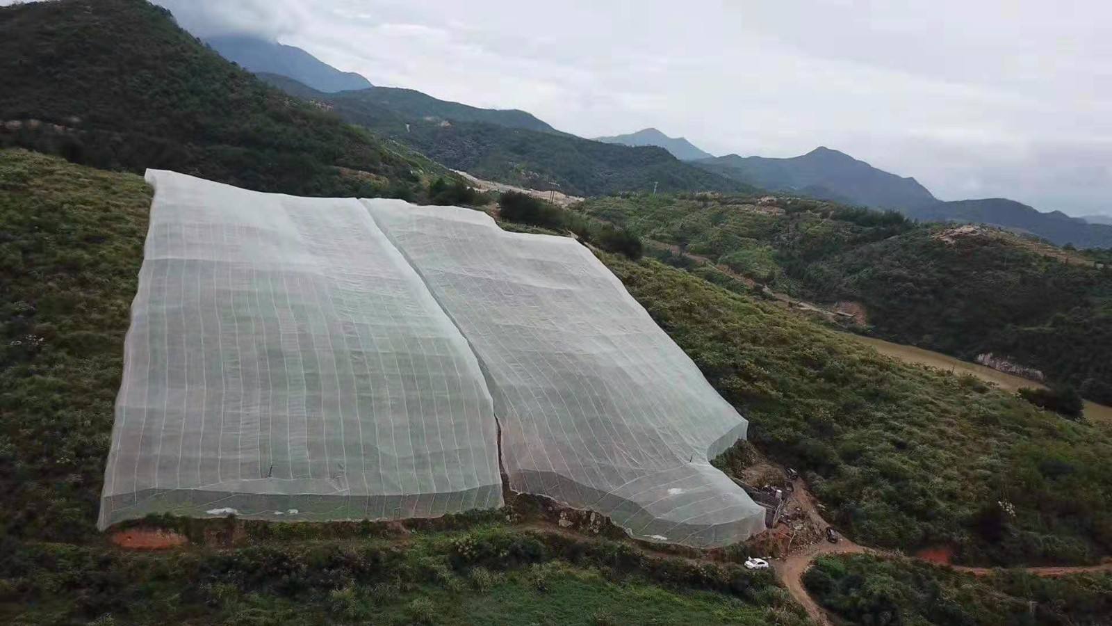 結實耐用果樹防蟲網質量好加厚加寬臍橙網廠家直銷價格優惠