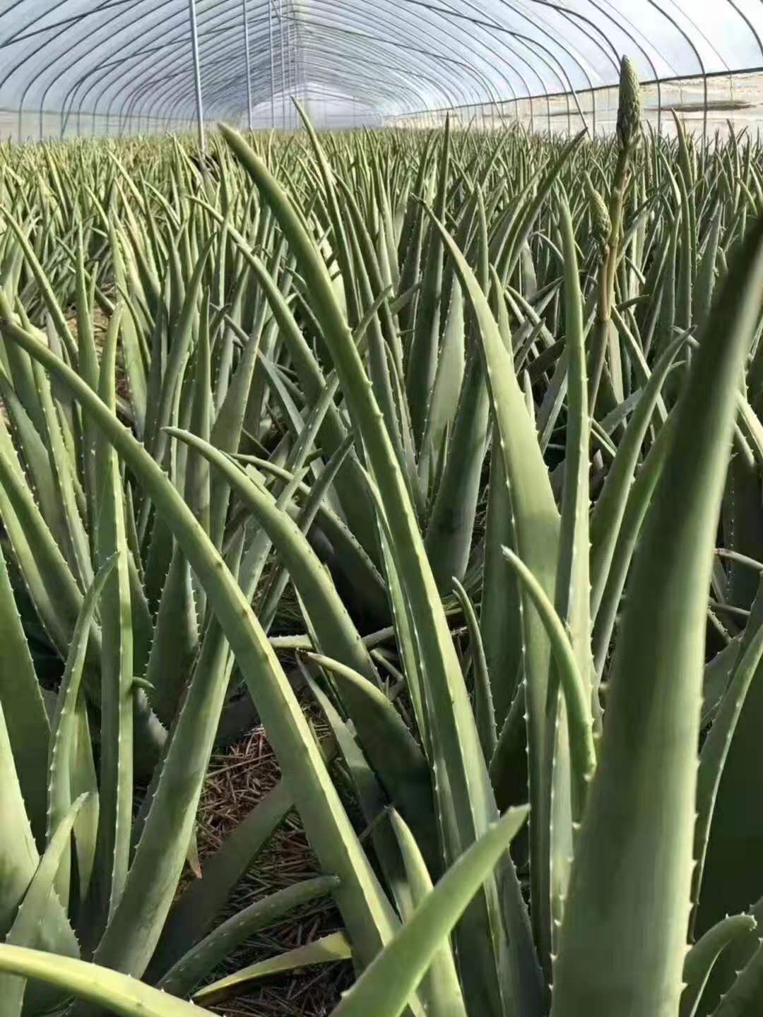 供應庫拉索蘆薈，美容院蘆薈鮮汁灌膚專用蘆薈