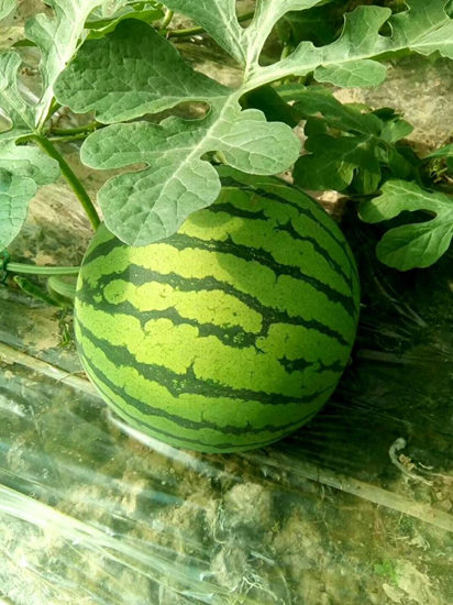 忻州西瓜苗_哪里有露地西瓜苗品種賣