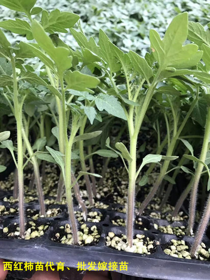 大粉番茄苗基地 隴南番茄育苗廠