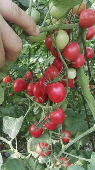 代育小番茄苗 千禧小番茄嫁接苗 深圳番茄育苗廠