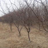 山桃樹 山杏樹哪里有3--5公分