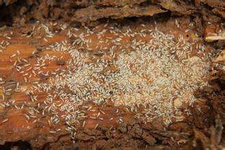 金華除異味、麗水除異味