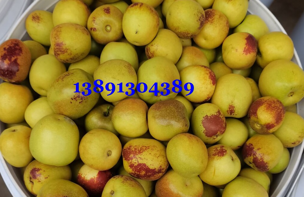 陜西陸地冬棗基地，陸地冬棗吃的批發上市價格