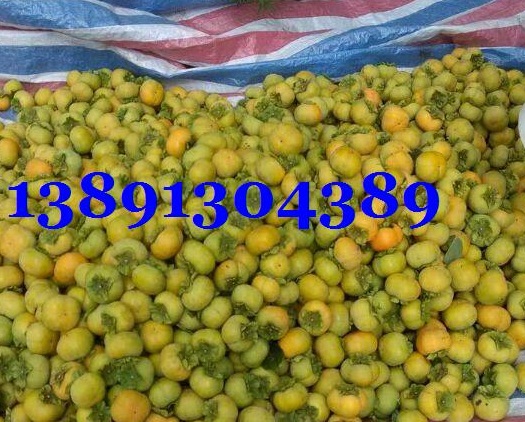 陜西柿子產地，楊楓甜柿子產地批發，次郎甜柿子產地行情