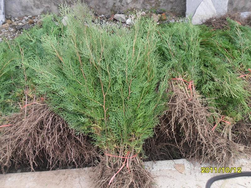 占地側(cè)柏苗 山西側(cè)柏苗價(jià)格