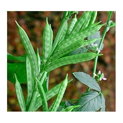 不要緊張！進口瓜爾豆清關報關看過來！