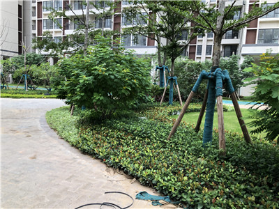 廣東河源辦公樓綠化養護 河源蔚藍環境綠化