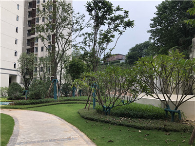 廣東別墅綠化養護 河源蔚藍環境綠化