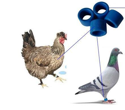 瑪奇Maggie-派瑞林在動物標簽上的應用