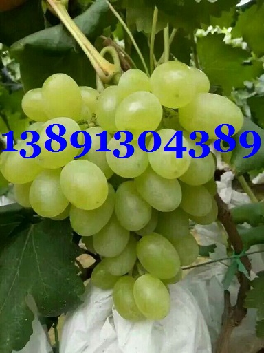 陜西大棚維多利亞葡萄產地大量上市